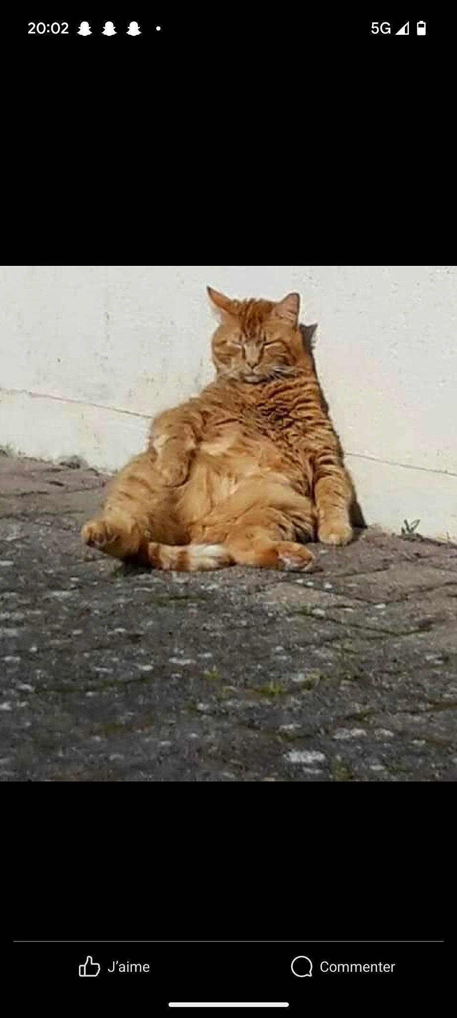 Soki participe au concours pour gagner de l'argent avec cette photo : art, canidae, carnivore, cat, claw, dog_breed, domestic_short_haired_cat, fawn, felidae, fur, paw, small_to_medium_sized_cats, snout, soil, sporting_group, tail, terrestrial_animal, whiskers, wildlife, wood