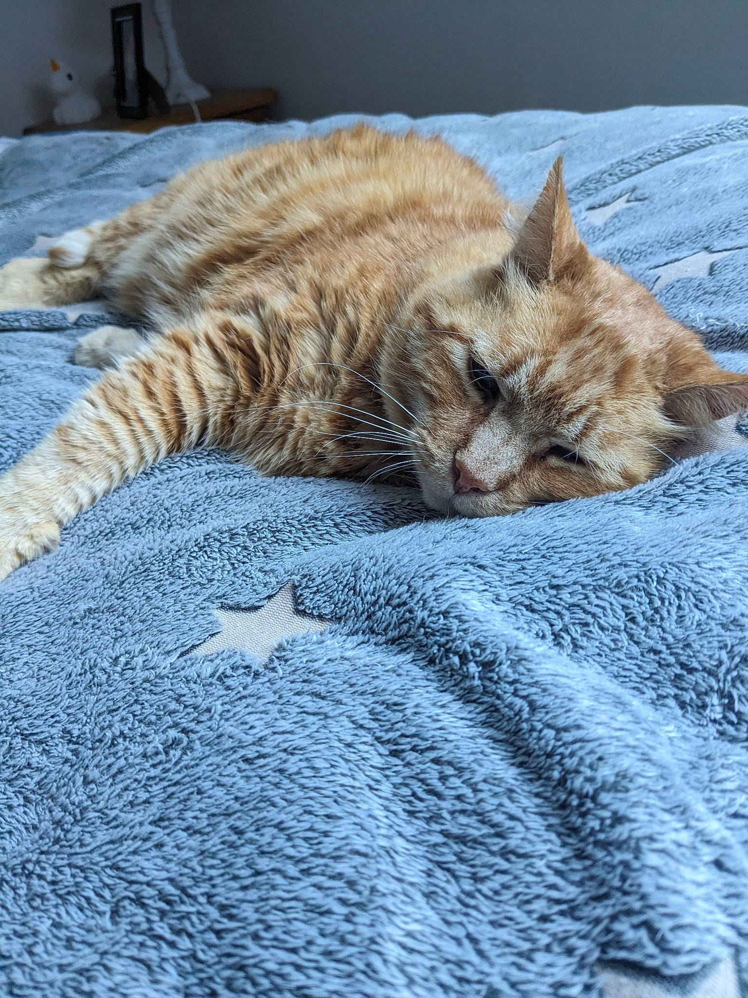 Soki participe au concours pour gagner de l'argent avec cette photo : carnivore, cat, claw, comfort, domestic_short_haired_cat, fawn, felidae, fur, grass, grey, nap, small_to_medium_sized_cats, snout, tail, terrestrial_animal, water, whiskers, wildlife, window, wood