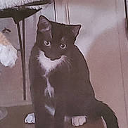 Punky is registered to the contest to win money with this photo: animal, cat, closeup, companion, curious_eyes, domestic_animal, ears, feline, furniture, household, indoor, pet, quiet, sitting, tail, tuxedo_cat, whiskers, white_chest, white_paws, wooden_surface