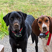 Tiki Et Zip participe au concours pour gagner de l'argent avec cette photo : dog, black_dog, brown_dog, collar, outdoor, grass, pavement, petsafe_device, animal, canine, ears, standing, two_dogs, alert, nature, fur, companions, looking, closeup, daylight
