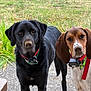 dog, black_dog, brown_dog, collar, outdoor, grass, pavement, petsafe_device, animal, canine, ears, standing, two_dogs, alert, nature, fur, companions, looking, closeup, daylight