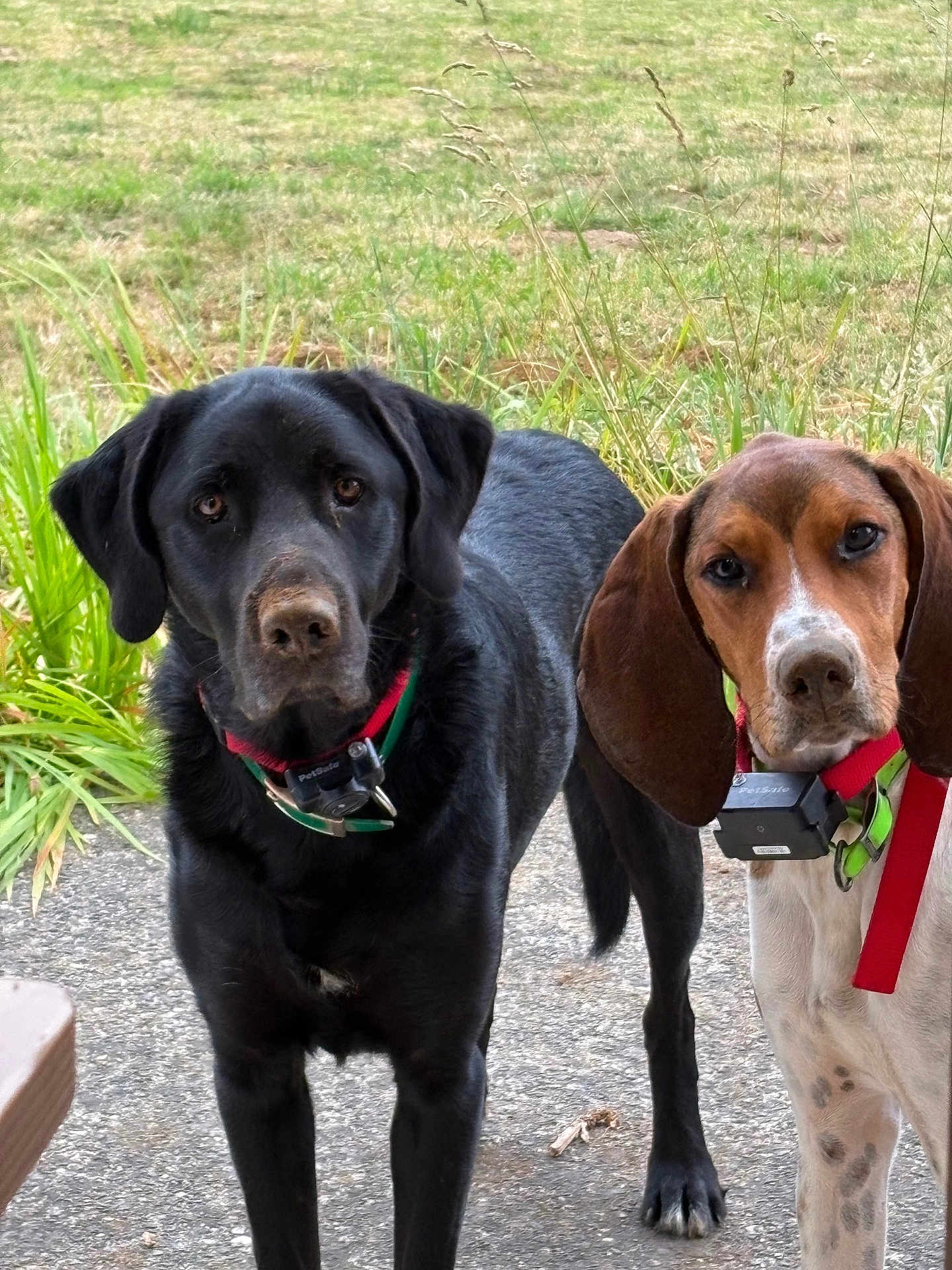 Tiki Et Zip participe au concours pour gagner de l'argent avec cette photo : dog, black_dog, brown_dog, collar, outdoor, grass, pavement, petsafe_device, animal, canine, ears, standing, two_dogs, alert, nature, fur, companions, looking, closeup, daylight