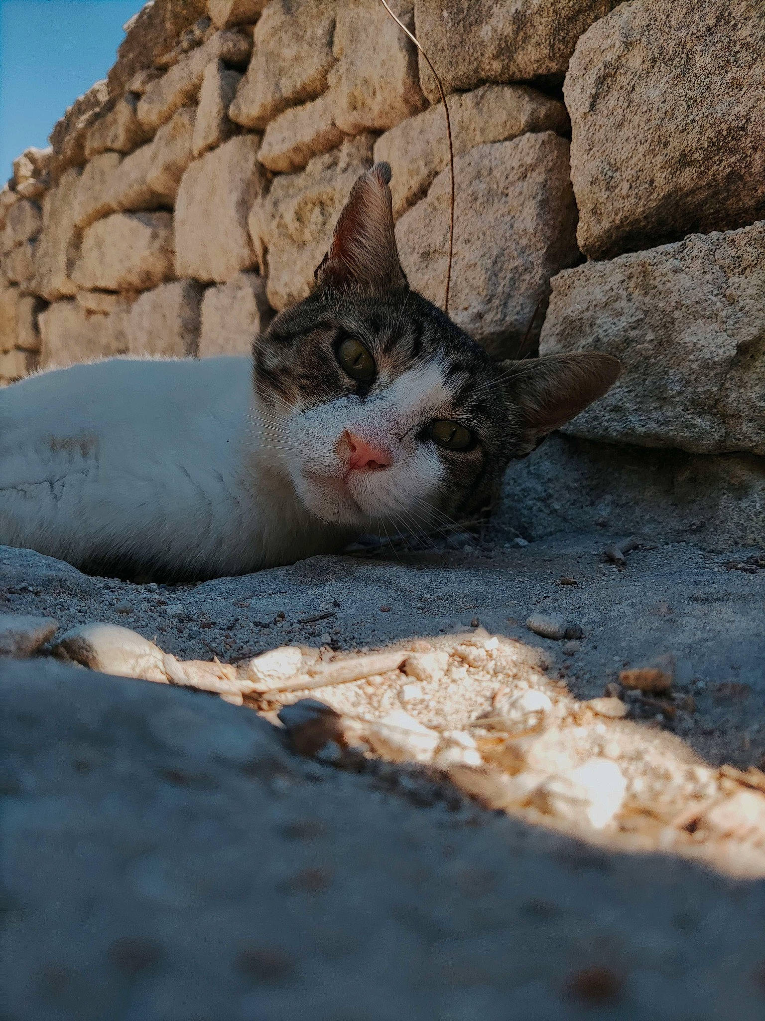 Tomate participe au concours pour gagner de l'argent avec cette photo : bedrock, carnivore, cat, domestic_short_haired_cat, eye, fawn, felidae, fur, road_surface, rock, sand, sitting, small_to_medium_sized_cats, snout, tail, terrestrial_animal, tree, whiskers, wildlife, window