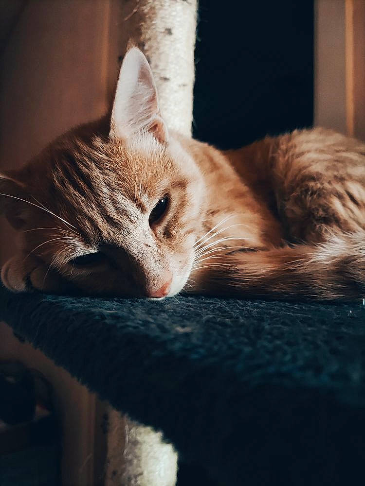 Oréo participe au concours pour gagner de l'argent avec cette photo : carnivore, cat, close_up, comfort, domestic_short_haired_cat, fawn, felidae, fur, human_leg, leg, mammal, nap, paw, small_to_medium_sized_cats, snout, tail, vertebrate, whiskers, window, wood