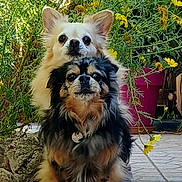 Schooka participe au concours pour gagner de l'argent avec cette photo : dog, two_dogs, chihuahua, small_dog, long_hair, furry, sitting, portrait, yellow_flowers, flower_pot, garden, outdoor, patio, tiled_floor, collar, pet_tag, close_up, pair, cute, stoic