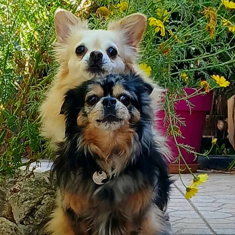 Schooka participe au concours pour gagner de l'argent avec cette photo : chihuahua, close_up, collar, cute, dog, flower_pot, furry, garden, long_hair, outdoor, pair, patio, pet_tag, portrait, sitting, small_dog, stoic, tiled_floor, two_dogs, yellow_flowers