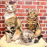 Hunter a rejoint le concours — aidez-le/la à gagner de superbes lots ! cat, tabby_cat, pet, animal, feline, indoor, brick_wall, glass_orb, pine_cones, curious, cozy, perch, whiskers, fur, ears, sitting, close_up, domestic_cat, looking_up, companion