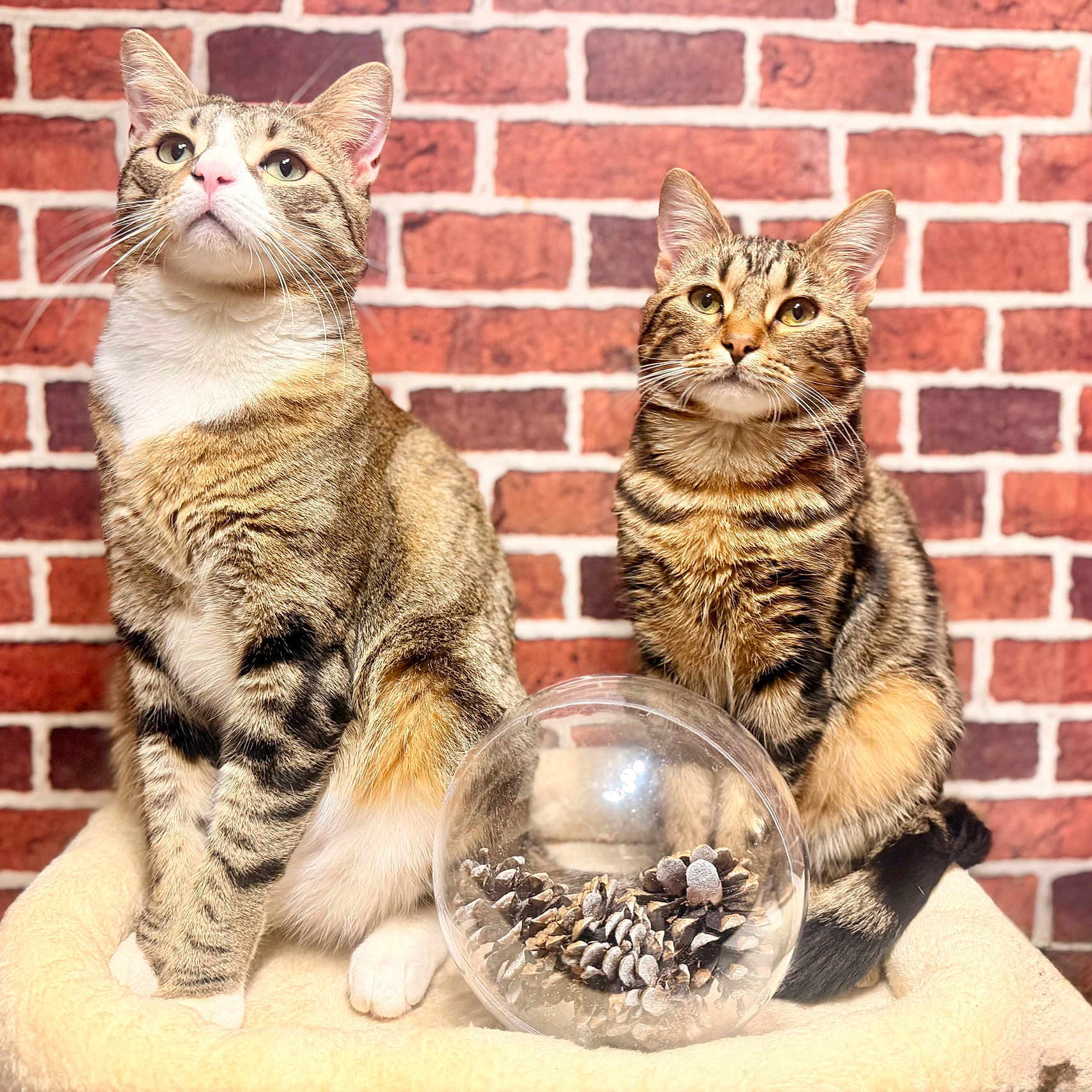 Hunter a rejoint le concours — aidez-le/la à gagner de superbes lots ! animal, brick_wall, cat, close_up, companion, cozy, curious, domestic_cat, ears, feline, fur, glass_orb, indoor, looking_up, perch, pet, pine_cones, sitting, tabby_cat, whiskers