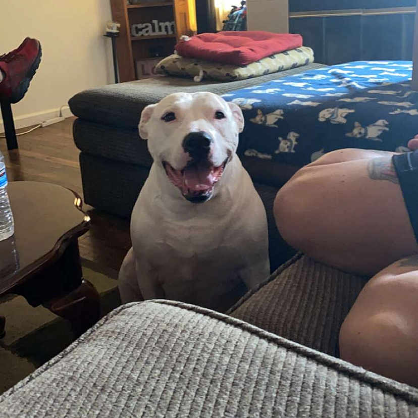 Honer is registered to the contest to win money with this photo: blanket, couch, curtains, decorations, dog, framed_photos, happy, indoor, living_room, person, pet, shelf, smiling, table, tattoo, television, water_bottle, white_dog, window, wooden_floor