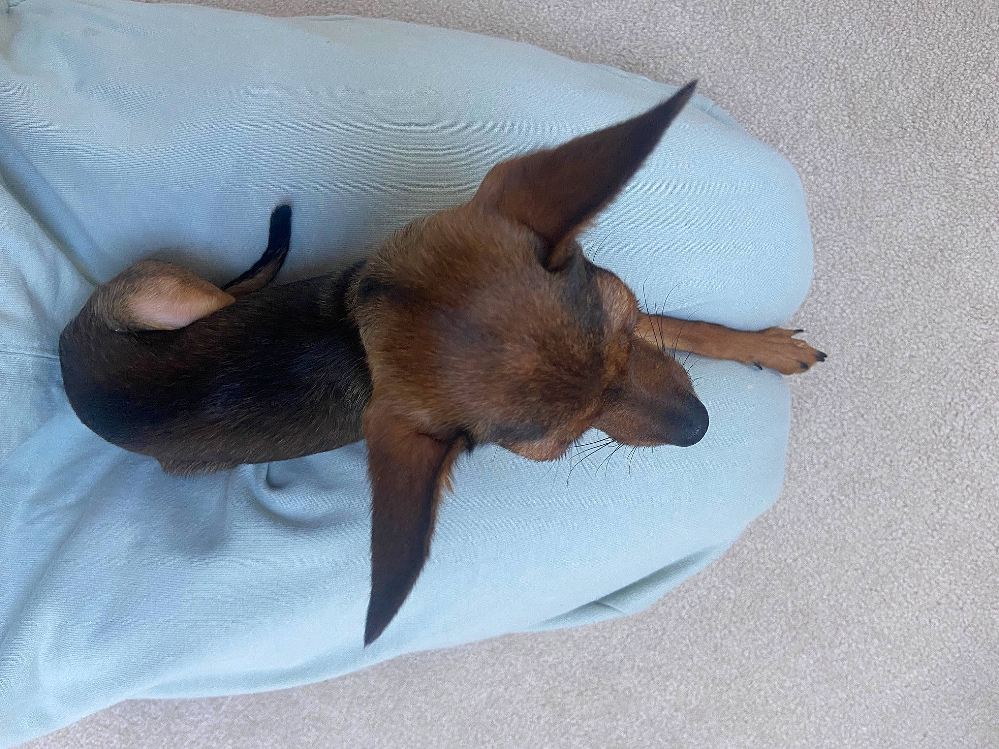 Gigi joined the competition — help win amazing prizes! canidae, carnivore, comfort, companion_dog, dog, dog_breed, ear, fawn, felidae, flower, linens, liver, nap, paw, sleep, snout, sporting_group, tail, terrestrial_animal, working_animal