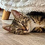 animal, blanket, cat, closeup, curious, cute, domestic_cat, ears, eyes, face, floor, fur, furniture_leg, indoor, lying_down, pet, resting, tabby_cat, whiskers, wooden_floor