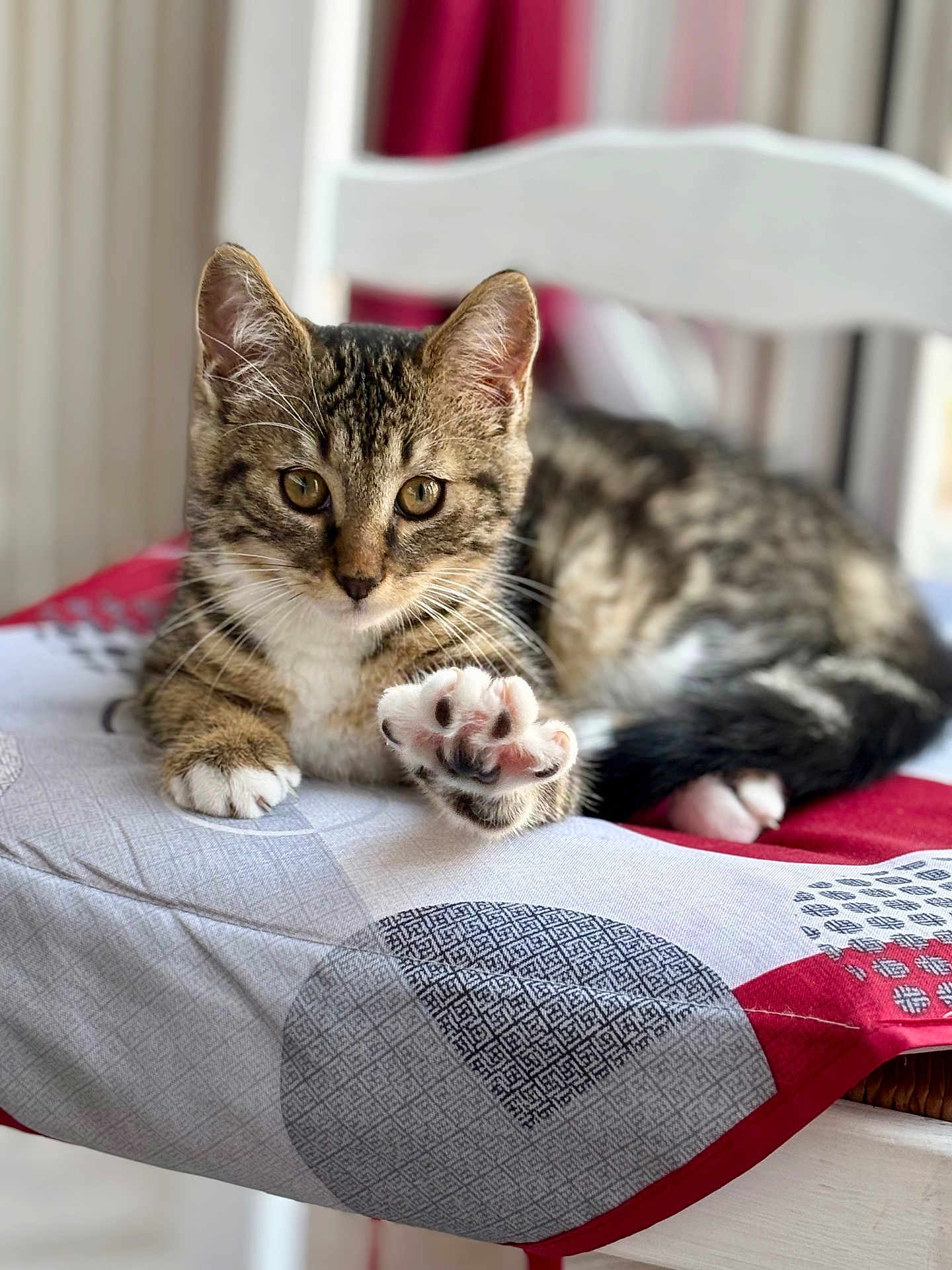 Gnocchi a rejoint le concours — aidez-le/la à gagner de superbes lots ! cat, kitten, tabby, paw, chair, tablecloth, indoor, curious, playful, feline, pet, animal, whiskers, ears, fur, relaxed, domestic, closeup, brown, white