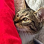 Gnocchi participe au concours pour gagner de l'argent avec cette photo : cat, kitten, tabby, close_up, curious, whiskers, ears, eyes, red_blanket, fabric, cozy, texture, soft, pet, animal, indoor, cute, feline, young, resting