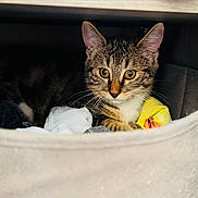 Gnocchi participe au concours pour gagner de l'argent avec cette photo : cat, tabby, kitten, indoor, cozy, socks, fabric_drawer, curious, pet, animal, whiskers, feline, nestled, resting, cute, young_cat, soft_lighting, closeup, domestic_cat, hidden