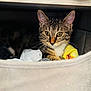 cat, tabby, kitten, indoor, cozy, socks, fabric_drawer, curious, pet, animal, whiskers, feline, nestled, resting, cute, young_cat, soft_lighting, closeup, domestic_cat, hidden