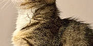 Gnocchi participe au concours pour gagner de l'argent avec cette photo : cat, tabby, fur, whiskers, profile, close-up, pet, animal, curious, mammal, indoor, looking_up, soft, striped, young_cat, feline, ears, side_view, domestic_cat, cute
