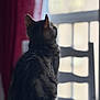 Gnocchi participe au concours pour gagner de l'argent avec cette photo : cat, tabby, indoor, window, curtains, furniture, chair, back_view, pet, domestic_animal, looking_out, blurred_background, soft_light, animal_fur, quiet, still_life, household, calm, domestic, mammal