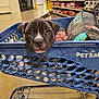 Judge joined the competition — help win amazing prizes! aisle, animal, blanket, blue_cart, cute, dog, ears, face, floor, fur, head, indoor, paw, pet, pet_food, pet_store, pet_supplies, puppy, shopping_cart, snout