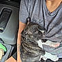 Judge is registered to the contest to win money with this photo: arm, brindle_coat, car_interior, close_up, cute, dog, gray_shirt, human, nap, person, pet, puppy, relaxing, seat, seatbelt, shirt, sleeping, tattoo, watch, white_paws