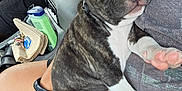 Judge is registered to the contest to win money with this photo: animal, brindle, car_interior, casual, clothing, cute, dog, hand, indoor, lap, nap, paw, person, pet, puppy, relaxed, resting, seat, sleeping, white_paw