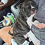 animal, brindle, car_interior, casual, clothing, cute, dog, hand, indoor, lap, nap, paw, person, pet, puppy, relaxed, resting, seat, sleeping, white_paw