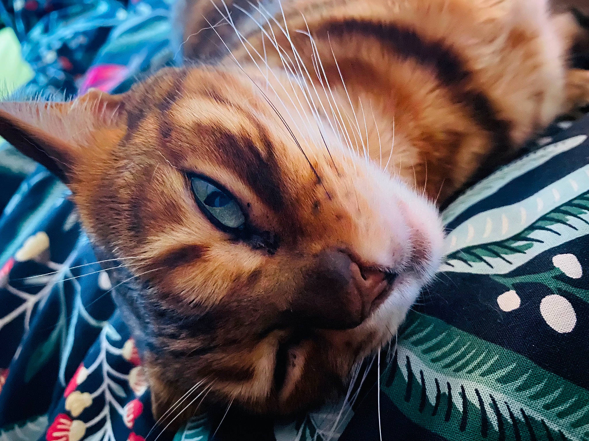 Jodie a rejoint le concours — aidez-le/la à gagner de superbes lots ! carnivore, cat, close_up, comfort, domestic_short_haired_cat, electric_blue, fawn, felidae, fur, grass, mammal, organism, paw, plant, small_to_medium_sized_cats, snout, terrestrial_animal, tree, whiskers, wildlife