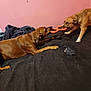Scrappy is registered to the contest to win money with this photo: animal, bed, black_bedspread, brown_dog, canine, chew_toy, collar, dog, friendship, fur, indoor, interaction, mischief, pet, pink_wall, play, playful, toy, tug_of_war, two_dogs