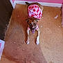 animal, brown_dog, canine, clothing, dog, door, ears, floor, footwear, happy, indoor, looking_up, paint_splatter, paws, pet, pink_dress, room, shadow, tail, wall