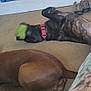 animal, brindle_dog, brown_dog, cardboard_box, carpet, collar, cozy, dog, floor, furniture, home, indoor, legs, paws, pet, playing, relaxing, resting, shoes, toy