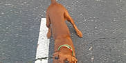 Scooby joined the competition — help win amazing prizes! animal, asphalt, brown_dog, canine, chewing, collar, crack, daylight, dog, energetic, fun, motion_blur, outdoor, pet, playing, playtime, rope, street, tugging, white_line