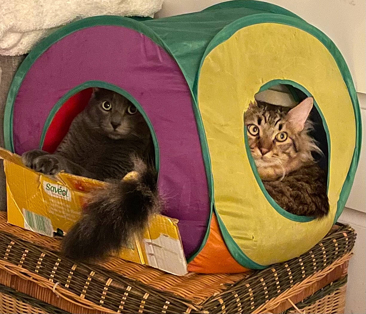 Tiger participe au concours pour gagner de l'argent avec cette photo : art, bag, basket, carnivore, cat, cat_supply, domestic_short_haired_cat, felidae, fur, illustration, linens, luggage_and_bags, mammal, pet_supply, small_to_medium_sized_cats, tail, terrestrial_animal, vertebrate, visual_arts, whiskers