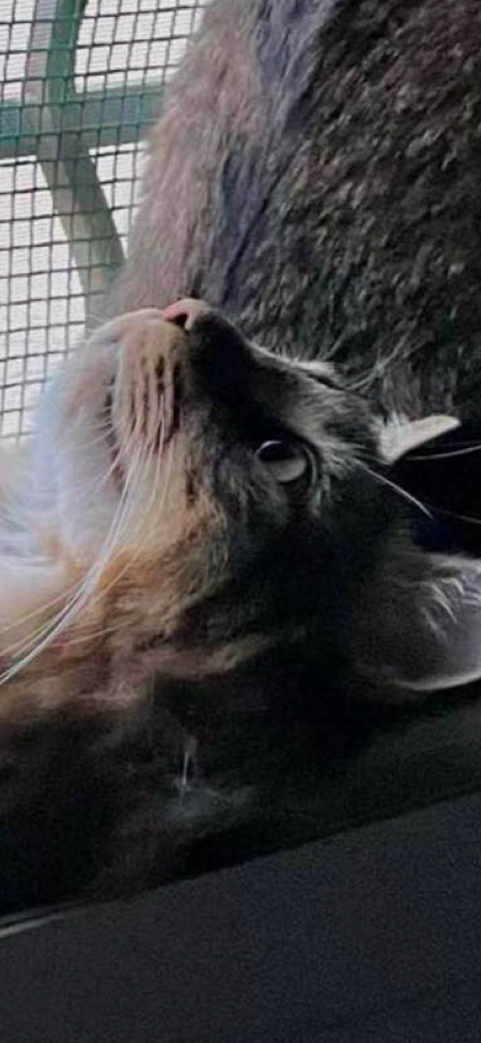 Tiger participe au concours pour gagner de l'argent avec cette photo : big_cats, canidae, carnivore, dog_breed, felidae, fur, lion, liver, mane, marine_mammal, masai_lion, pack_animal, recreation, small_to_medium_sized_cats, snout, sporting_group, terrestrial_animal, whiskers, wildlife, working_animal