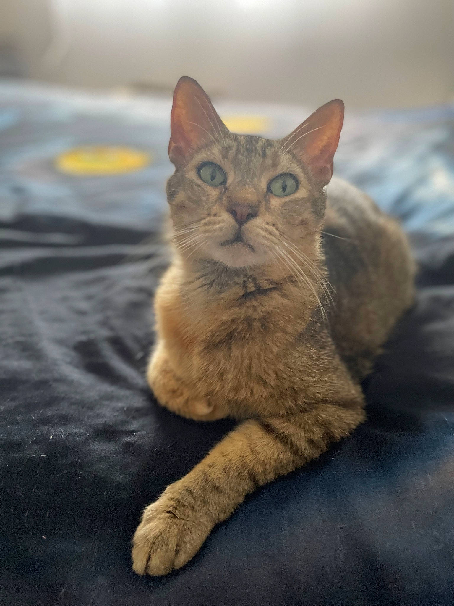 Fifille a rejoint le concours — aidez-le/la à gagner de superbes lots ! carnivore, cat, claw, comfort, domestic_short_haired_cat, ear, fawn, felidae, fur, grey, paw, sitting, small_to_medium_sized_cats, snout, tail, terrestrial_animal, whiskers, wildlife, window