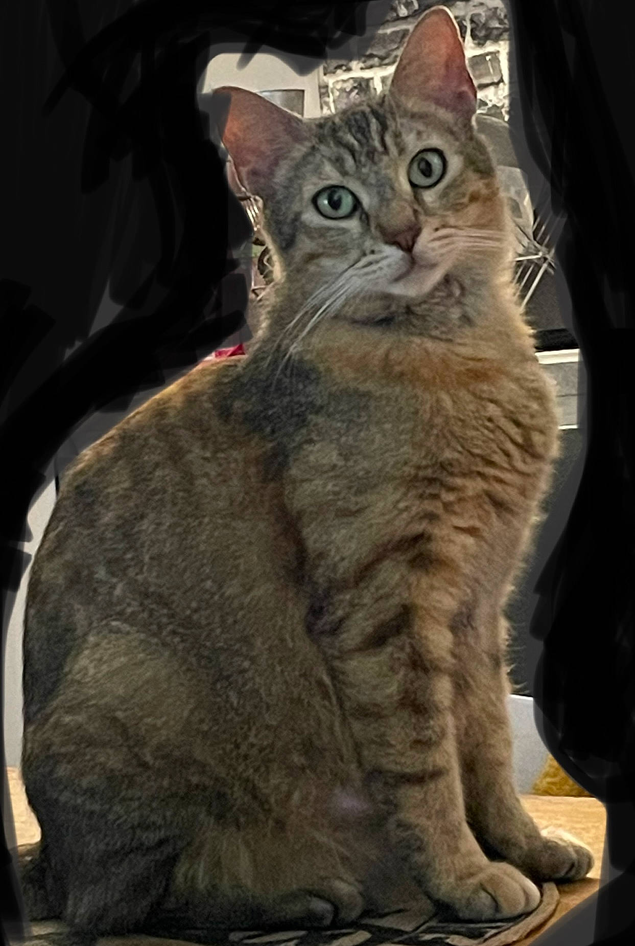 Fifille a rejoint le concours — aidez-le/la à gagner de superbes lots ! carnivore, cat, domestic_short_haired_cat, felidae, fur, sitting, small_to_medium_sized_cats, snout, terrestrial_animal, whiskers, wildlife, window