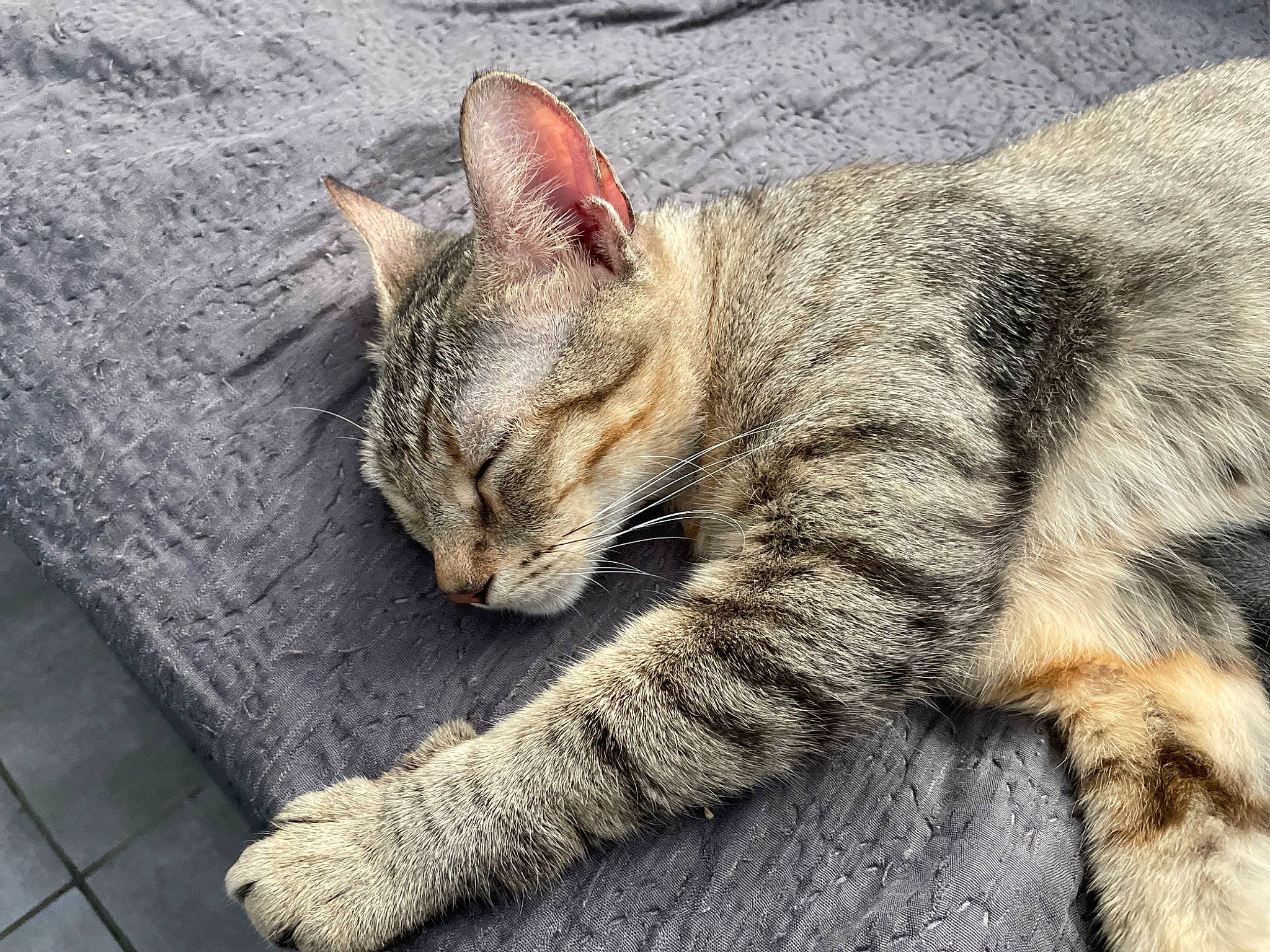 Fifille participe au concours pour gagner de l'argent avec cette photo : carnivore, cat, claw, domestic_short_haired_cat, felidae, fur, grass, nap, paw, sitting, small_to_medium_sized_cats, snout, tail, terrestrial_animal, tree, whiskers, wildlife