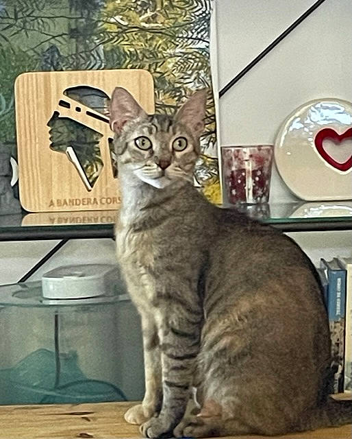 Fifille a rejoint le concours — aidez-le/la à gagner de superbes lots ! carnivore, cat, domestic_short_haired_cat, felidae, fur, metal, paw, photo_caption, rectangle, sitting, small_to_medium_sized_cats, snout, tail, terrestrial_animal, whiskers, wildlife