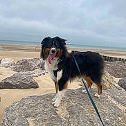 Sweety participe au concours pour gagner de l'argent avec cette photo : dog, beach, rock, sand, sea, cloudy_sky, leash, outdoor, pet, animal, happy, tongue_out, fur, nature, coast, walking, canine, scenic, daytime, playful