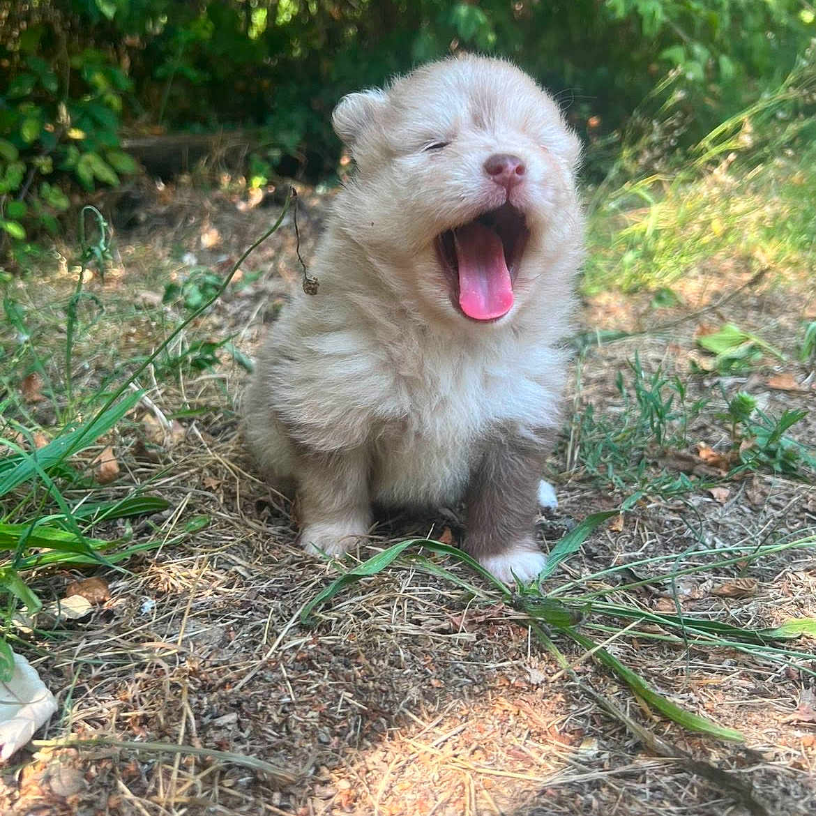 Bella