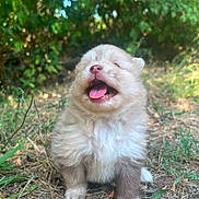 Bella a rejoint le concours — aidez-le/la à gagner de superbes lots ! adorable, animal, closeup, cute, dog, fluffy, fur, grass, greenery, happy, mammal, nature, outdoor, pet, puppy, sitting, small, sunlight, tongue_out, young_animal