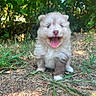 Bella a rejoint le concours — aidez-le/la à gagner de superbes lots ! animal, cute, dog, fluffy, fur, grass, greenery, ground, happy, mammal, nature, outdoor, pet, playful, puppy, small, smiling, sunlight, tongue_out, young