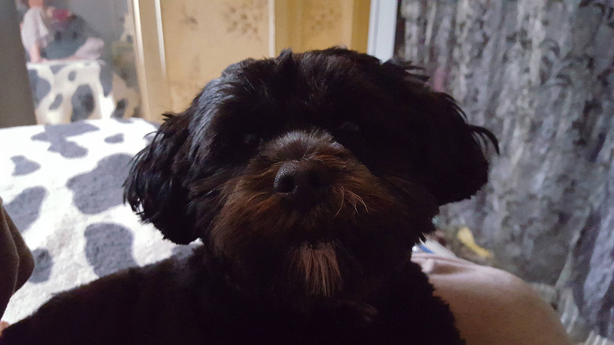 Snickers participe au concours pour gagner de l'argent avec cette photo : canidae, carnivore, cockapoo, companion_dog, dog, dog_breed, fur, liver, maltepoo, non_sporting_group, shih_poo, small_terrier, snout, sporting_group, terrestrial_animal, terrier, toy_dog, water_dog, working_animal, yorkipoo