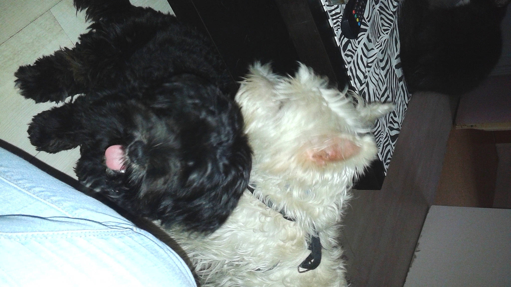 Snickers a rejoint le concours — aidez-le/la à gagner de superbes lots ! canidae, carnivore, comfort, companion_dog, dog, dog_breed, dog_collar, dog_supply, fur, labradoodle, shih_poo, small_terrier, small_to_medium_sized_cats, snout, sporting_group, tail, terrier, toy_dog, water_dog, yorkipoo