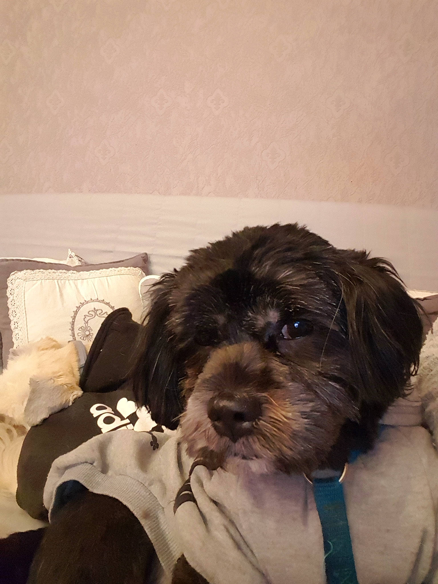 Snickers a rejoint le concours — aidez-le/la à gagner de superbes lots ! canidae, carnivore, comfort, companion_dog, dog, dog_breed, dog_collar, dog_supply, fur, labradoodle, liver, maltepoo, puppy_love, small_terrier, snout, sporting_group, terrier, toy_dog, water_dog, working_animal