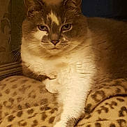 Knewt is registered to the contest to win money with this photo: cat, feline, pet, animal, leopard_print, blanket, cozy, fur, paw, resting, indoor, portrait, cute, mammal, whiskers, ears, eyes, domestic, relaxed, comfortable