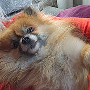 Thais a rejoint le concours — aidez-le/la à gagner de superbes lots ! animal, architecture, armchair, building, canine, chair, chow, cockerspaniel, couch, cushion, dog, eskimodog, furniture, homedecor, indoors, livingroom, papillon, pet, puppy, room