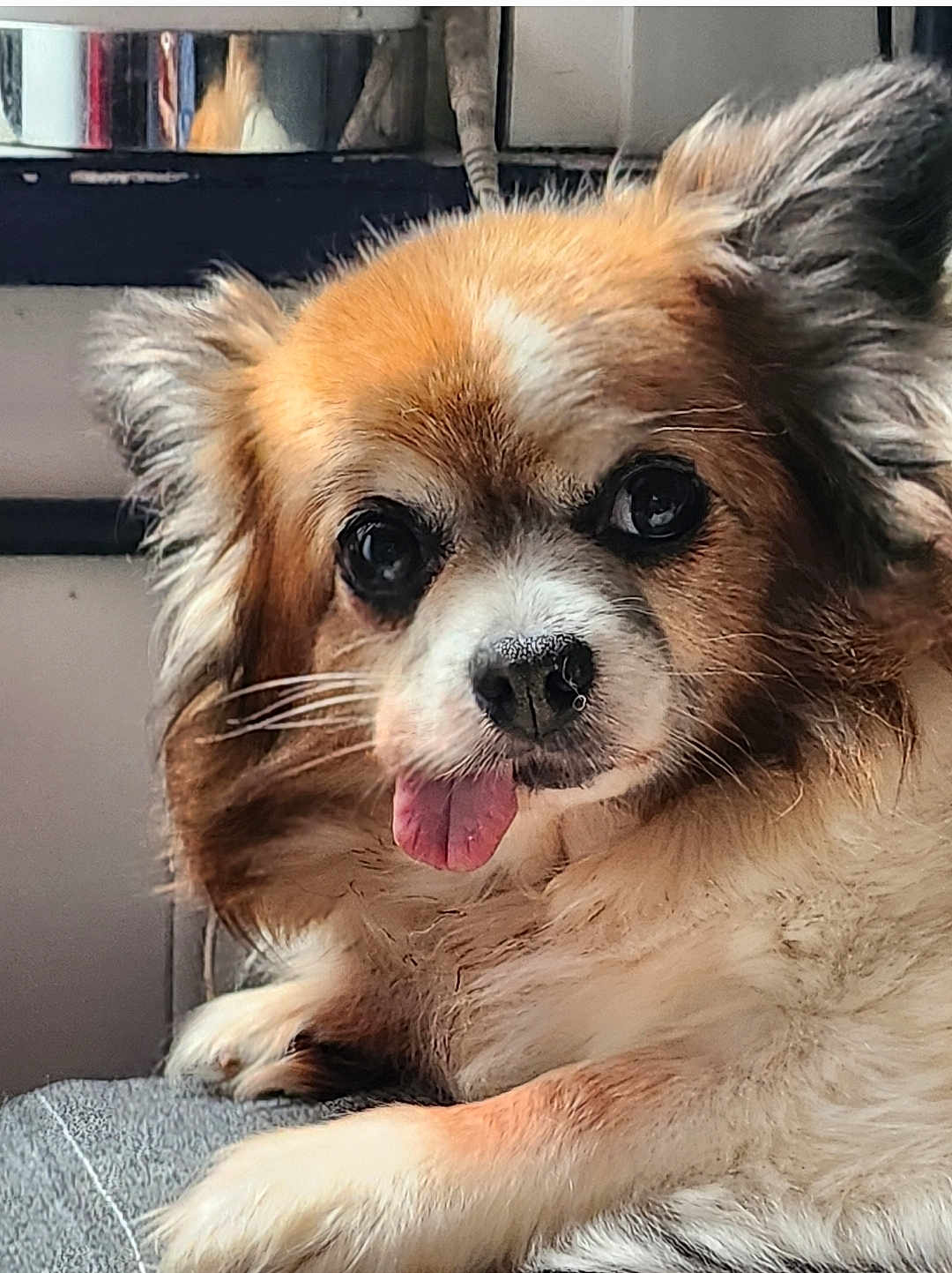 Evidence a rejoint le concours — aidez-le/la à gagner de superbes lots ! animal, bodypart, canine, chihuahua, cockerspaniel, dog, eskimodog, face, head, indoors, interiordesign, mouth, papillon, person, pet, puppy, snout, teeth, terrier, tongue