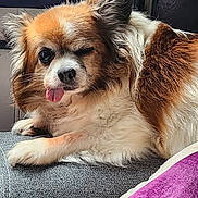 Evidence participe au concours pour gagner de l'argent avec cette photo : animal, bodypart, canine, chair, cockerspaniel, couch, cushion, dog, face, furniture, head, homedecor, mouth, papillon, person, pet, photography, portrait, puppy, tongue