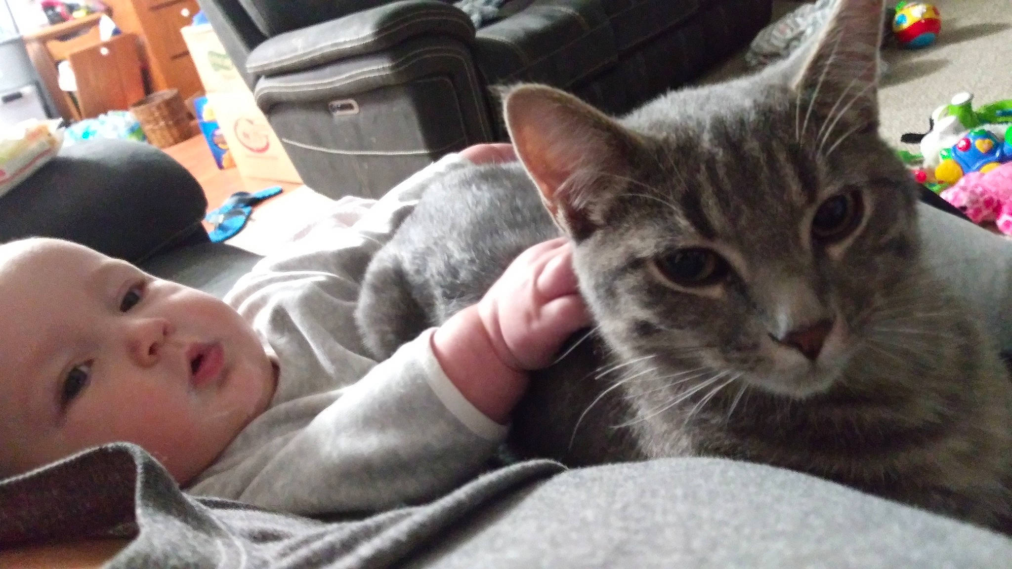 Gentry joined the competition — help win amazing prizes! baby, bag, baggage, carnivore, cat, claw, comfort, domestic_short_haired_cat, felidae, fur, gesture, lap, luggage_and_bags, mammal, paw, person, sitting, small_to_medium_sized_cats, toddler, vertebrate