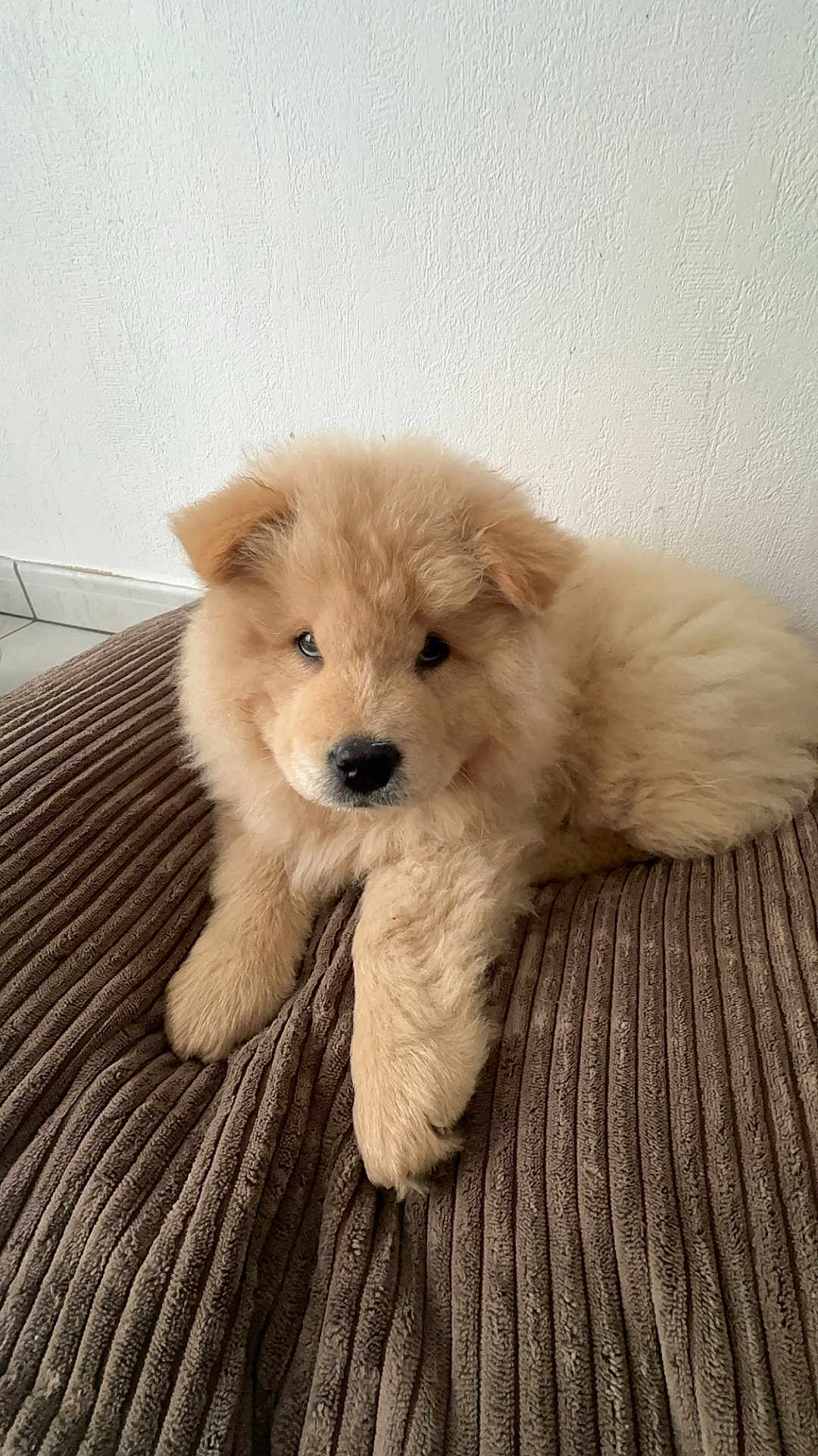 Willow a rejoint le concours — aidez-le/la à gagner de superbes lots ! puppy, dog, fluffy, brown, cushion, indoor, pet, young, fur, cute, animal, canine, resting, looking, face, ears, paw, cozy, home, adorable