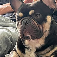Choco is registered to the contest to win money with this photo: animal, bed, black_and_tan, blanket, close_up, clothing, companion, cute, dog, ears, face, french_bulldog, fur, gesture, hand, indoor, paw, person, pet, resting